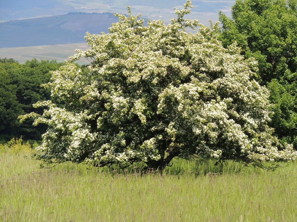 A hawthorn tree in full bloom — the species of the Peden Thorn dedication